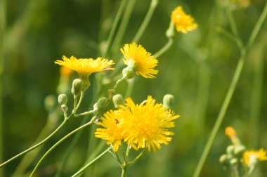 Uzun ömürlü dişi devedikeni çiçeklerinin ön planda seçici bir odak noktası vardır.