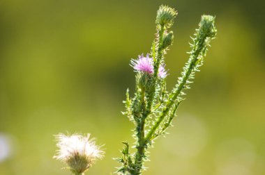 Close-up of spiny plumeless thistle flower and buds with green blurred background