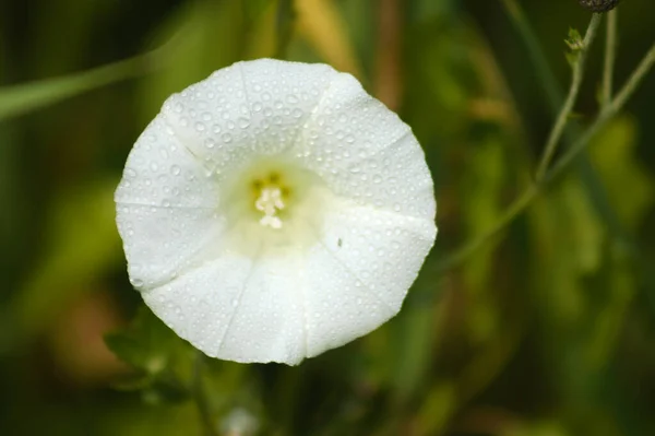 Close White Morning Glory Flower Water Drops Selective Focus Foreground — Photo