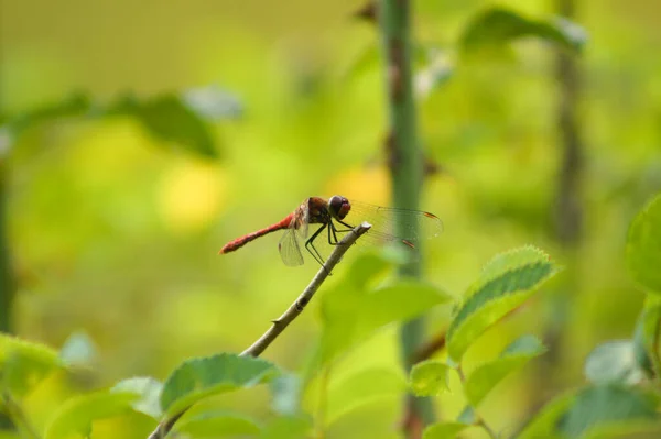 Close Dragonfly Resting Branch Green Blurred Plants Background — 图库照片