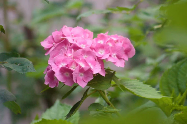 Close Magenta Bigleaf Hydrangea Bloom Selective Focus Foreground — Stockfoto