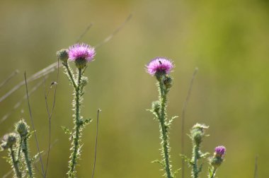 Close-up of spiny plumeless thistle flowers on green blurred background