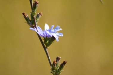 Close-up of blue common chicory flower on blurred background