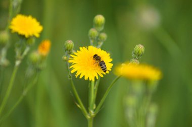 Close-up of bee pollinating perennial sowthistle flower with green blurred background