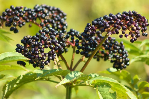 Close Black Dwarf Elder Fruits Branch Selective Focus Foreground — 스톡 사진