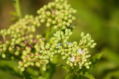 Close-up of dwarf elder buds inflorescence with selective focus on foreground