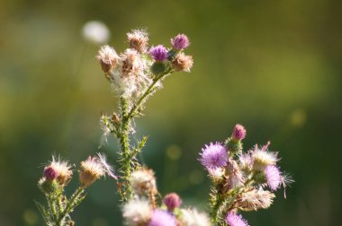 Close-up of spiny plumeless thistle flowers and seeds with green blurred plants on background