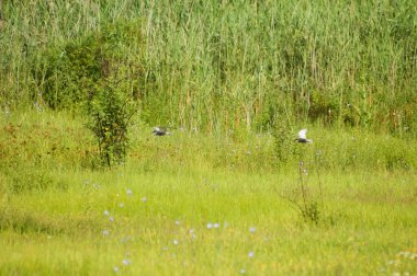 Landscape view of common reed with birds flying around of it