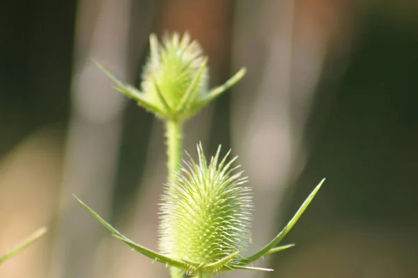 Close Wild Teasel Green Seeds Green Blurred Background — Stock Fotó
