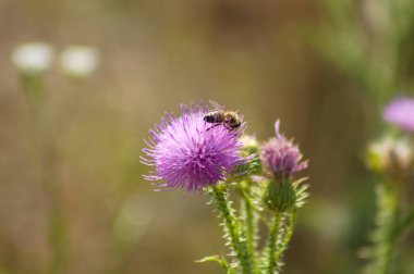 Close-up of bee pollinating curly plumeless thistle flower with blurred background