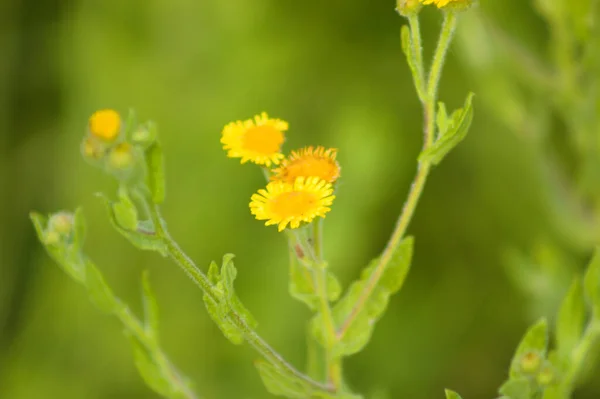 Close Common Fleabane Flowers Green Blurred Background — Stockfoto