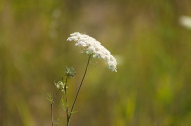Close-up of wild carrot in bloom with green blurred plants on background