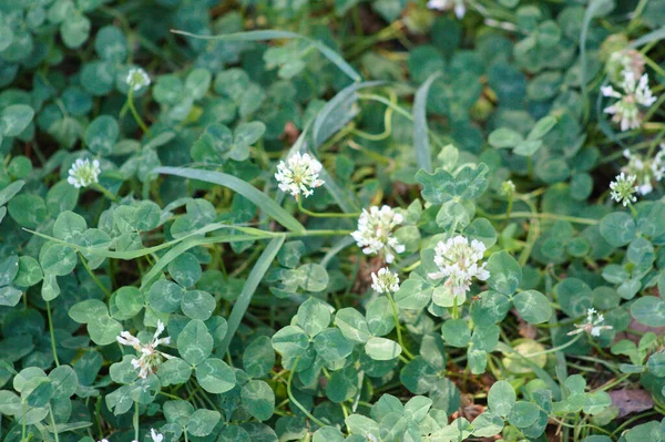 Close Wild Clover Flowers Leaves Selective Focus Foreground — Stock Photo, Image