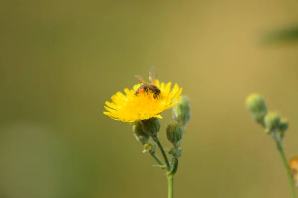 Close Bee Pollinating Perennial Sowthistle Flower Blurred Background — Stockfoto