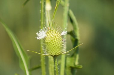 Close-up of cutleaf teasel green seeds with soft green blurred background