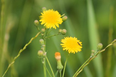 Sarı uzun ömürlü dişi devedikeni çiçeklerinin ön planda seçici bir odak noktası var.