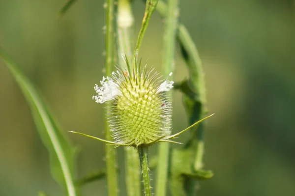 Close Cutleaf Teasel Green Seeds Soft Green Blurred Background — Stock Fotó