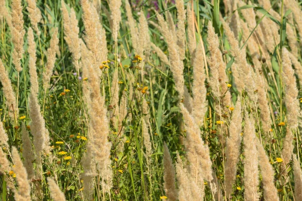 Close Yellow Bush Grass Seeds Selective Focus Foreground — Fotografia de Stock