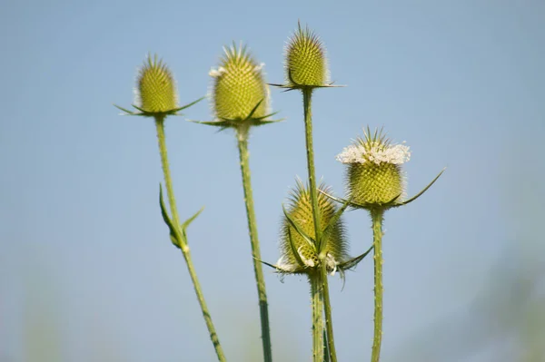 Close Green Cutleaf Teasel Seeds Blue Sky Background — Stok fotoğraf