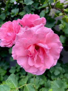 Close-up of china rose flowers with selective focus on foreground