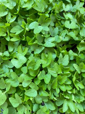 Close-up of multi common morning-glory small plants with selective focus on foreground