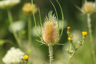 Close-up of wild teasel seed with green blurred plants on background