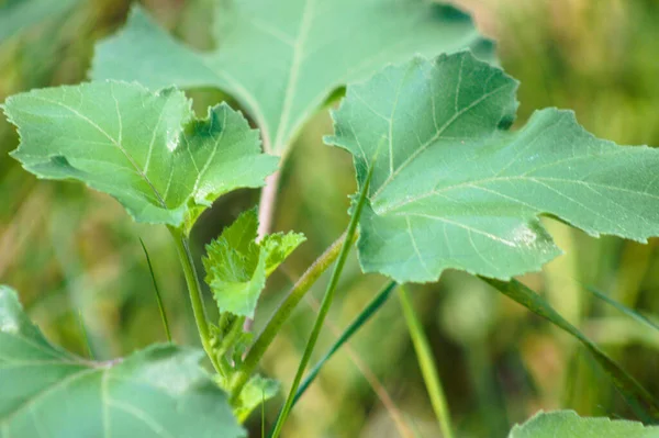 Close-up of common cocklebur leaves with selective focus on foreground