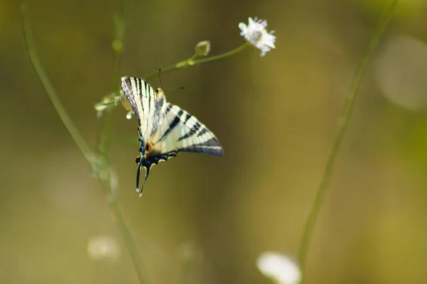 Close Scarce Swallowtail Butterfly Resting Plant Selective Focus Foreground — Photo