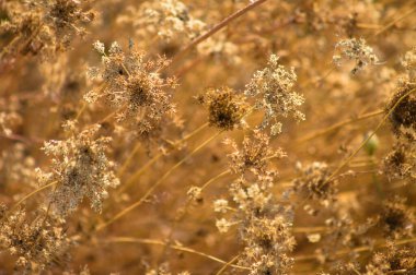 Close-up of autumnal dried brown wild carrot flowers with selective focus on foreground
