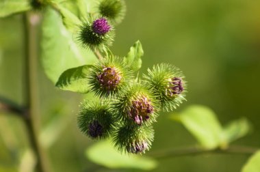 Close-up of common burdock buds with selective focus on foreground