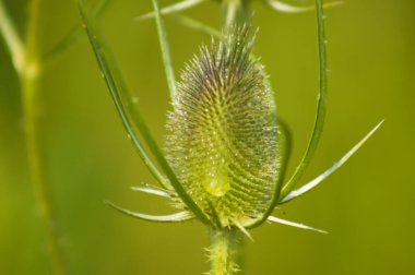 Yeşil bulanık arkaplanlı yeşil çaydanlık tohumuna yakın çekim