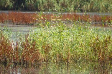 Close-up of common reed on a lake with selective focus on foreground