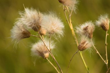 Close-up of dried creeping thistle fluffy seeds with green blurred background