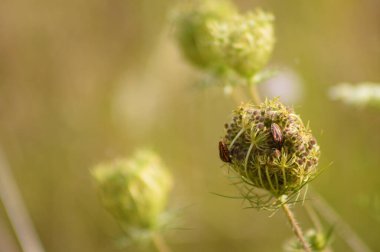 Close-up of stripped bugs on wild carrot bud with green blurred background