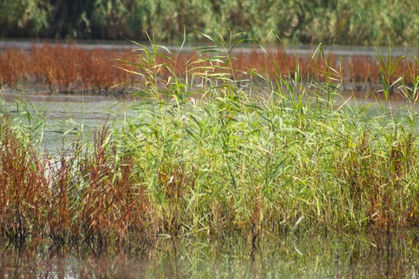 Close Common Reed Lake Selective Focus Foreground — Fotografia de Stock