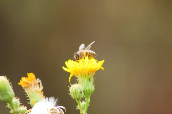 Close Bee Perennial Sowthistle Flower Blurred Background — Stockfoto