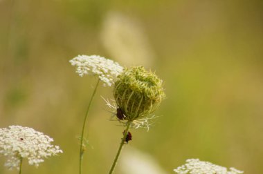 Yaban havucu tomurcuğuna yakın plan ve çiçekleri soyulmuş böcekler ve bulanık arkaplan