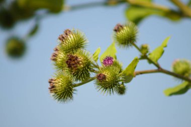 Mavi gökyüzü arka planında daha az dulavrat otu tomurcukları yakın plan