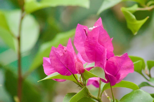 Bougainvillea Närbild Blomkål Med Selektivt Fokus Förgrunden — Stockfoto