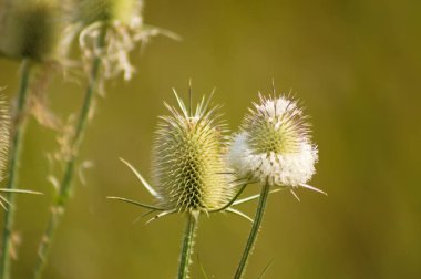 Yeşil bulanık arkaplanlı yeşil çaydanlık tohumlarının yakın çekimi
