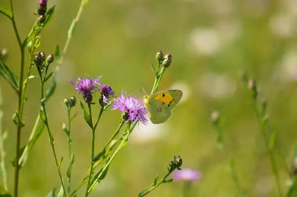 Közelkép Felhős Sárga Pillangó Barna Knapweed Virág Zöld Homályos Háttér — Stock Fotó