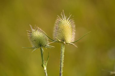 Kesme yaprağın yakın plan yeşil tohumlar ve sıcak yeşil bulanık arka plan