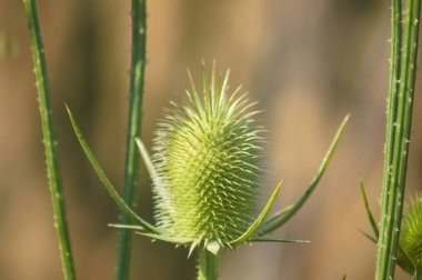 Kesme yapraklı çaydanlık yeşili tohumu yakın plan ön plan seçici odaklı