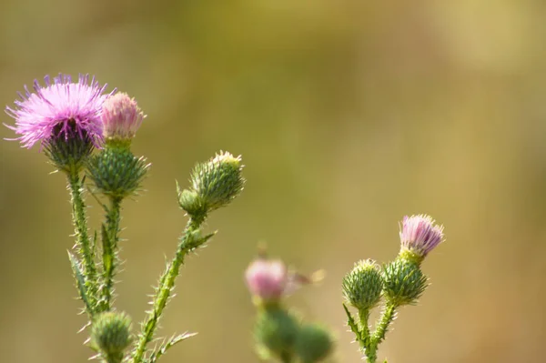 Primer Plano Flores Cardo Sin Plumas Espinosas Con Plantas Verdes — Foto de Stock