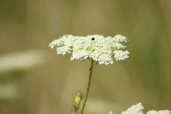 Primer Plano Inflorescencia Zanahoria Silvestre Con Plantas Verdes Borrosas Fondo — Foto de Stock