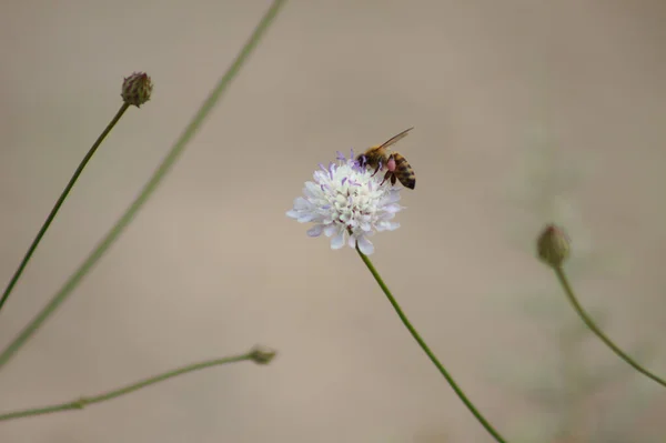 Nahaufnahme Von Bienen Die Kleine Krätze Bestäuben Mit Grauem Hintergrund — Stockfoto
