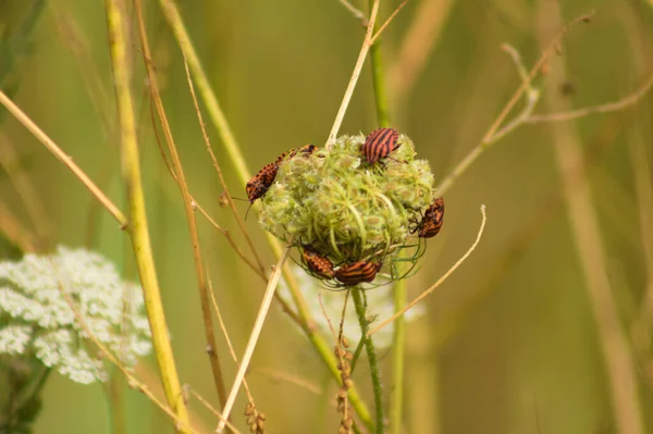 Close Copulating Stripped Bugs Wild Carrot Bud Selective Focus Foreground — Stock Photo, Image