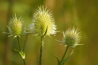 Yeşil bulanık arkaplanlı üç tane yeşil çay çekirdeği yakın plan.