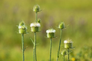 Yeşil bulanık arkaplanlı yeşil çaydanlık tohumlarının yakın çekimi