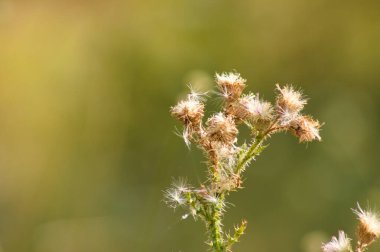 Yeşil bulanık arkaplan ile kurumuş dikenli tüysüz devedikeni tohumlarına yakın plan